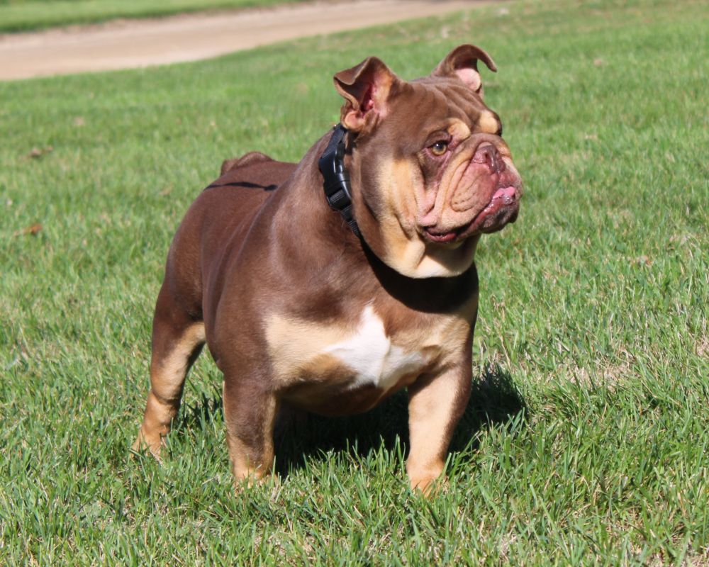"Hershey", a very fitting name for our absolutely gorgous 42 lb Chocolate Tri Colored male.