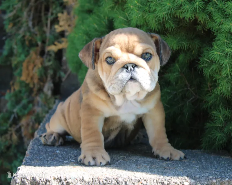 Slabaugh Bulldog