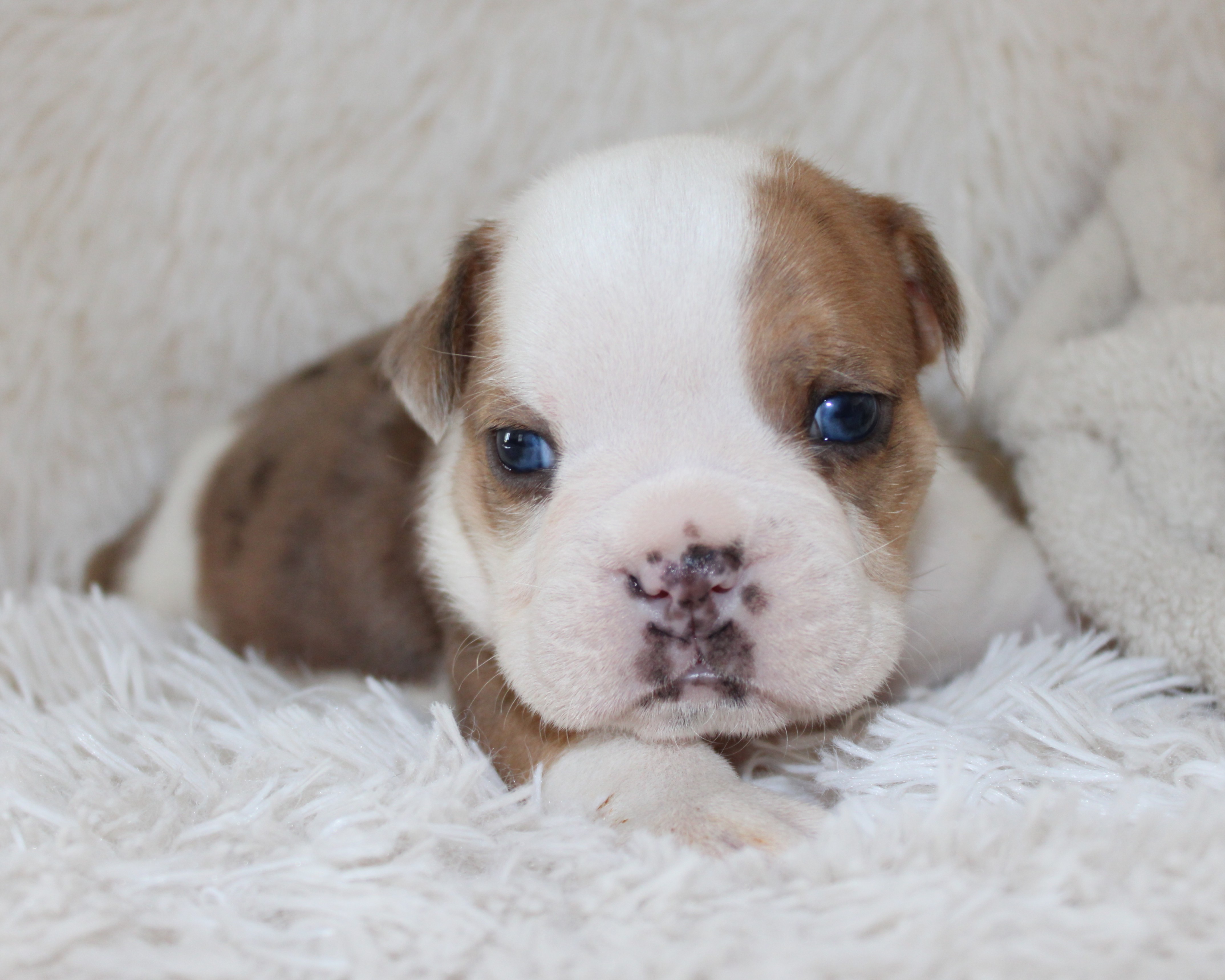 "Henry" -English Bulldog Male born 5-26-2026