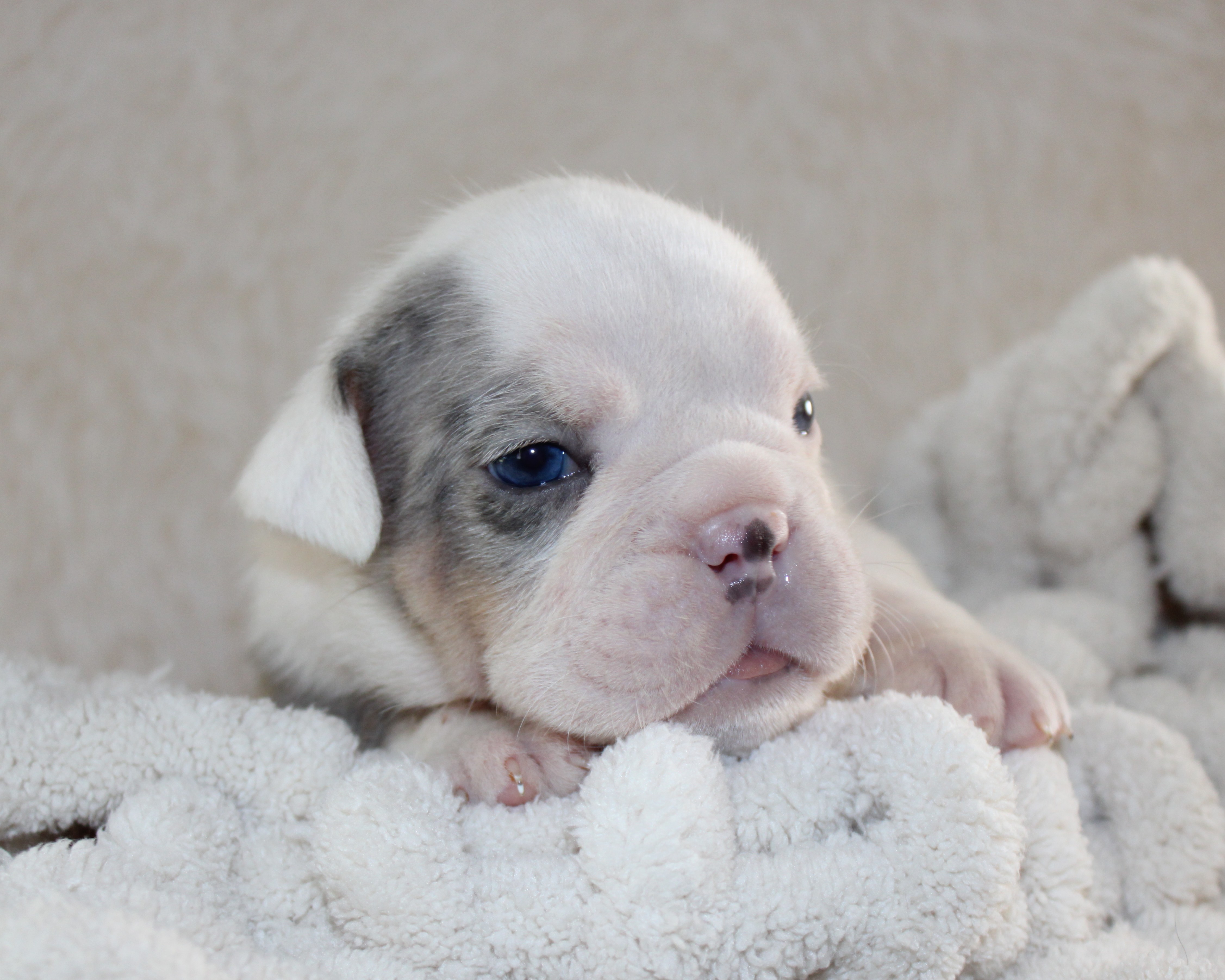 "Hayes"-English Bulldog Male born 5-26-2026 $3475