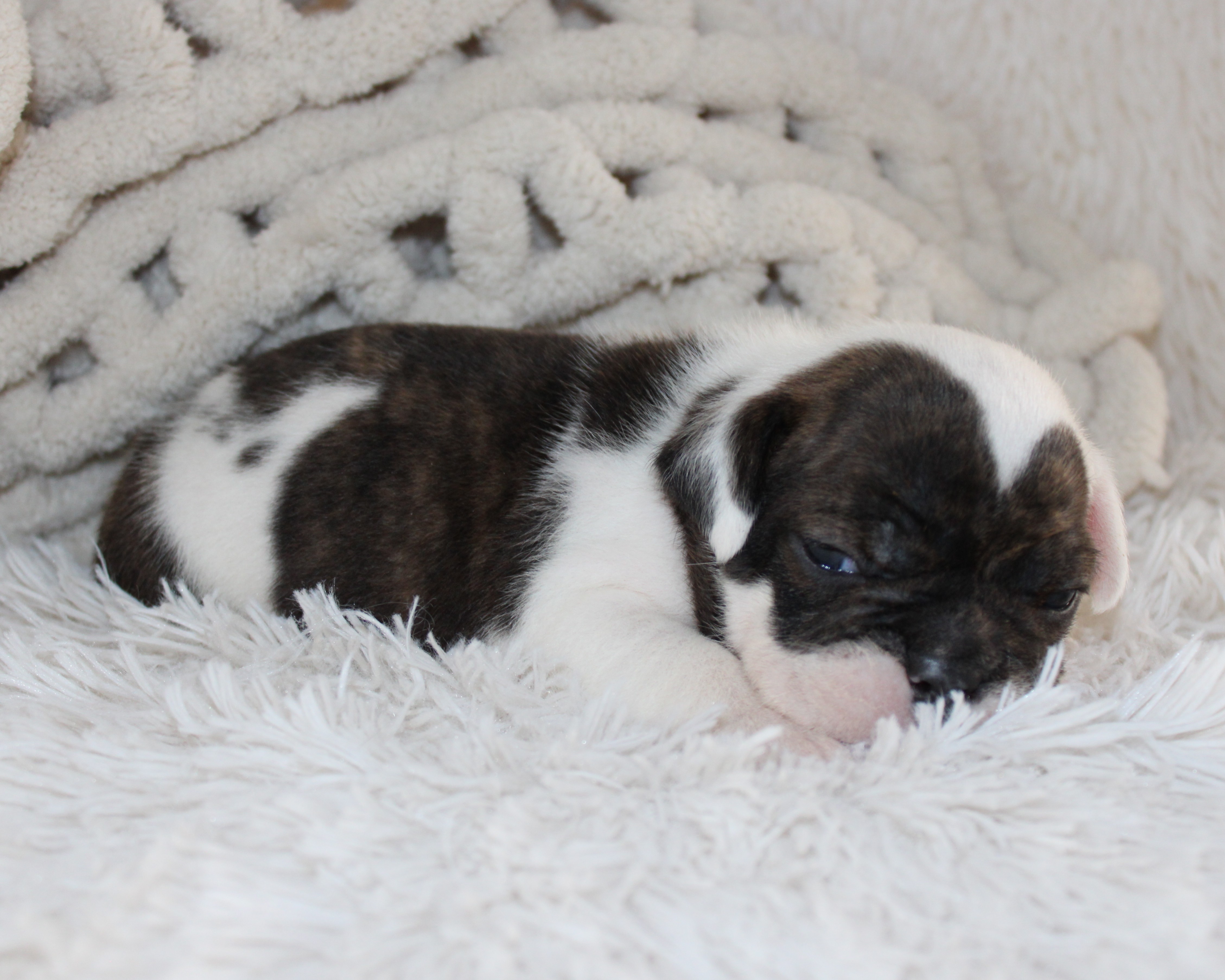 "Harry" - English Bulldog Male born 5-26-2026 $2975