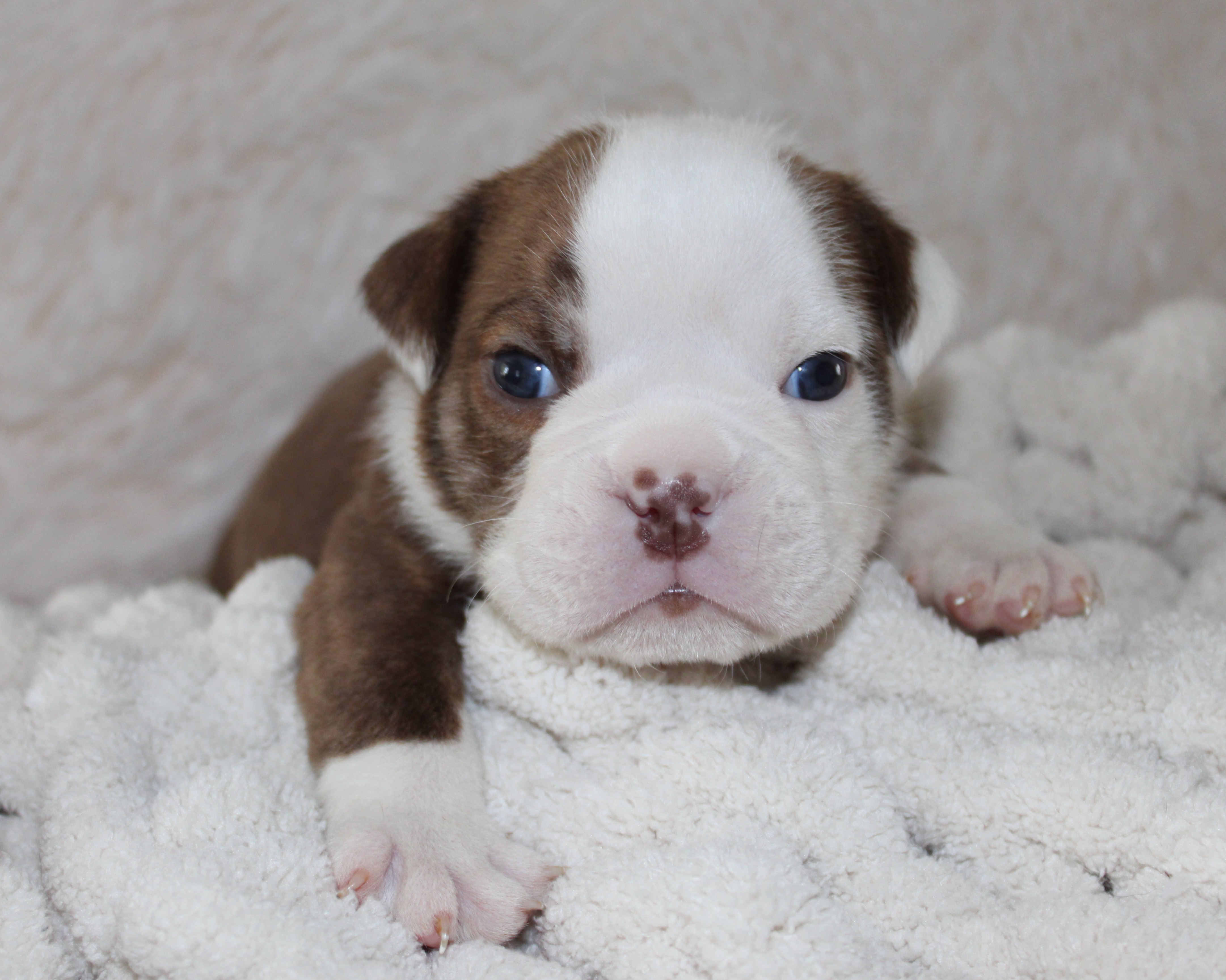 "Hudson"- English Bulldog Male born 5-26-2026 $2975