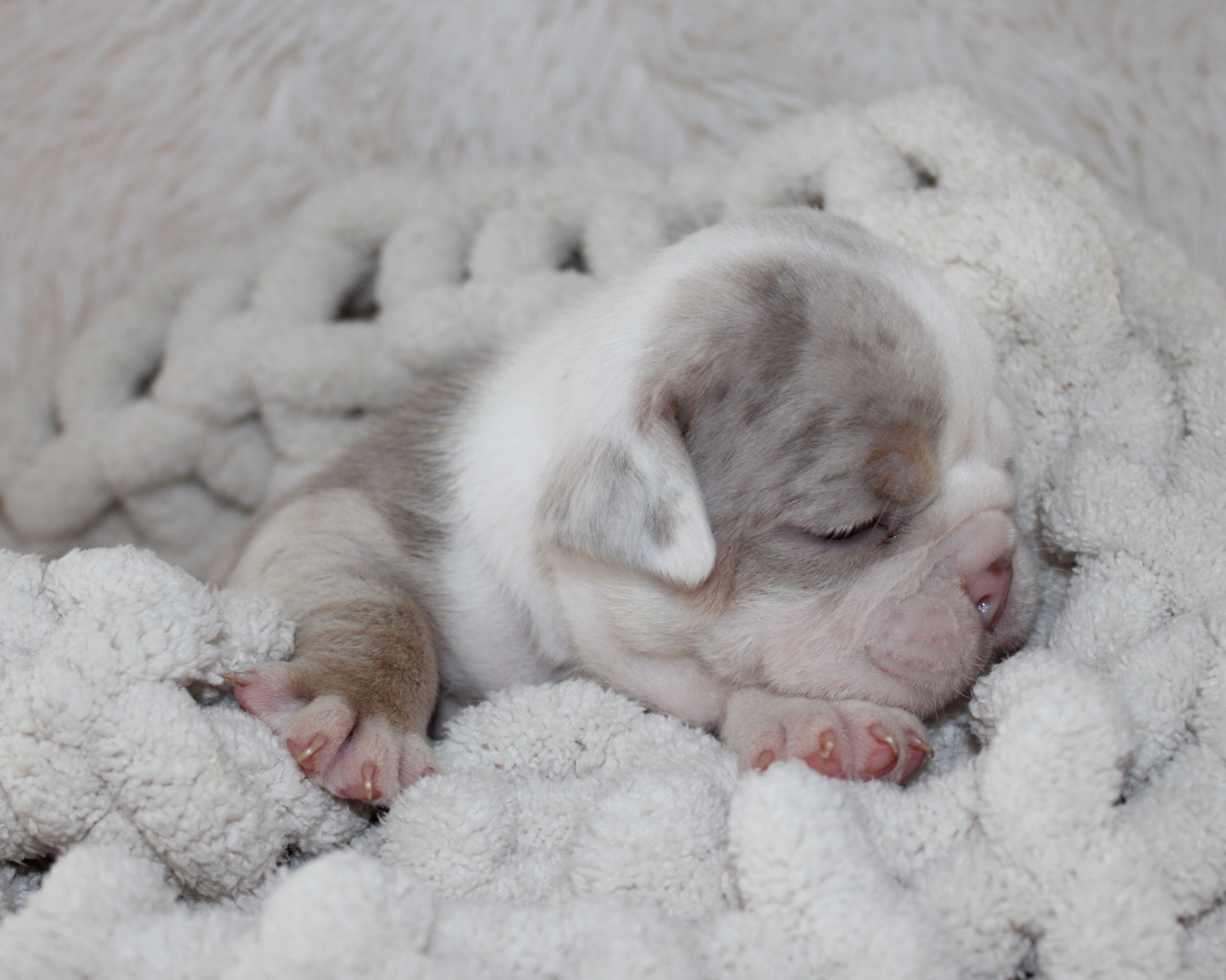 "Hattie"- English Bulldog Female born on 5-26-2026 $3475