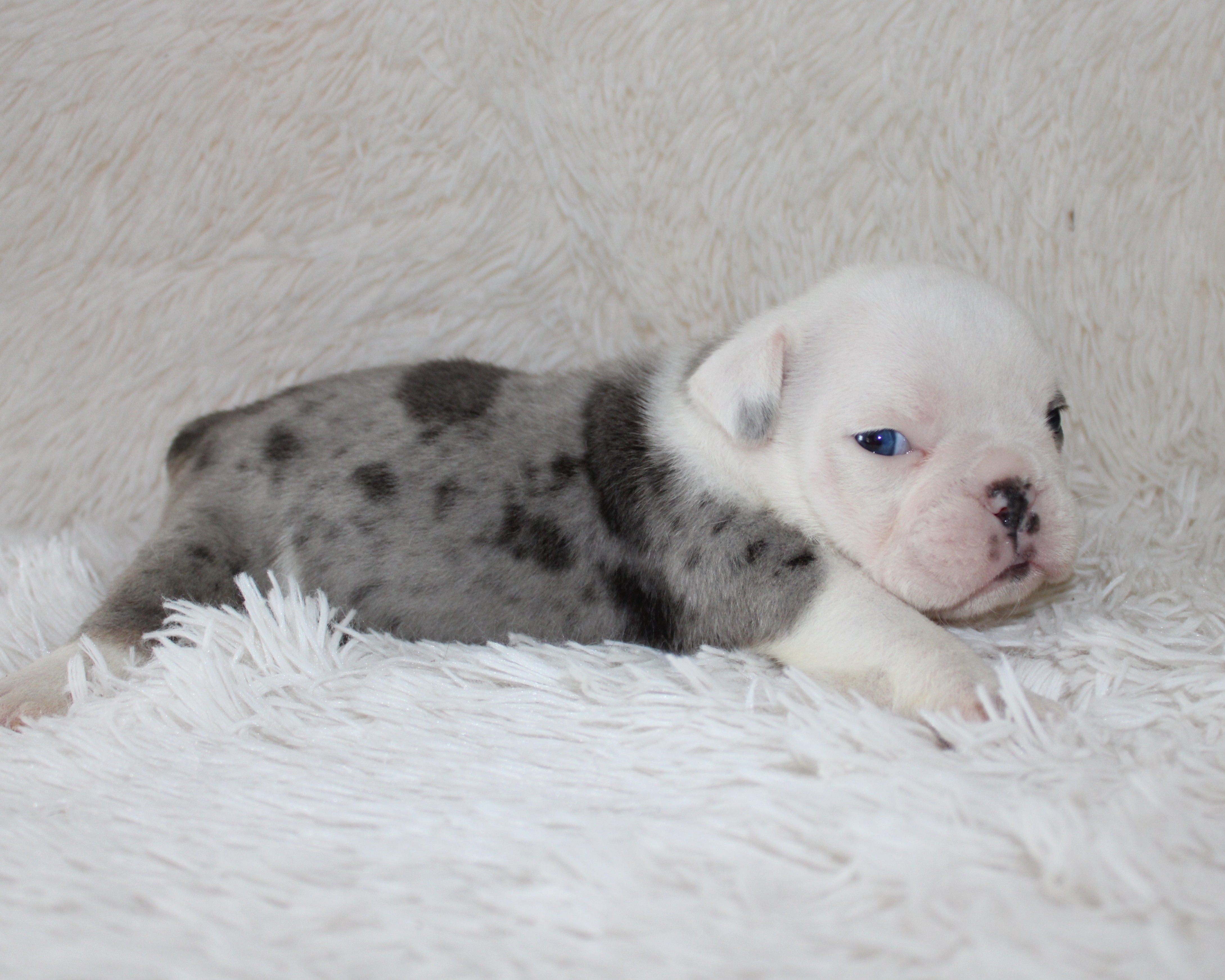 "Holly"-English Bulldog Female born 5-26-2026 $3475