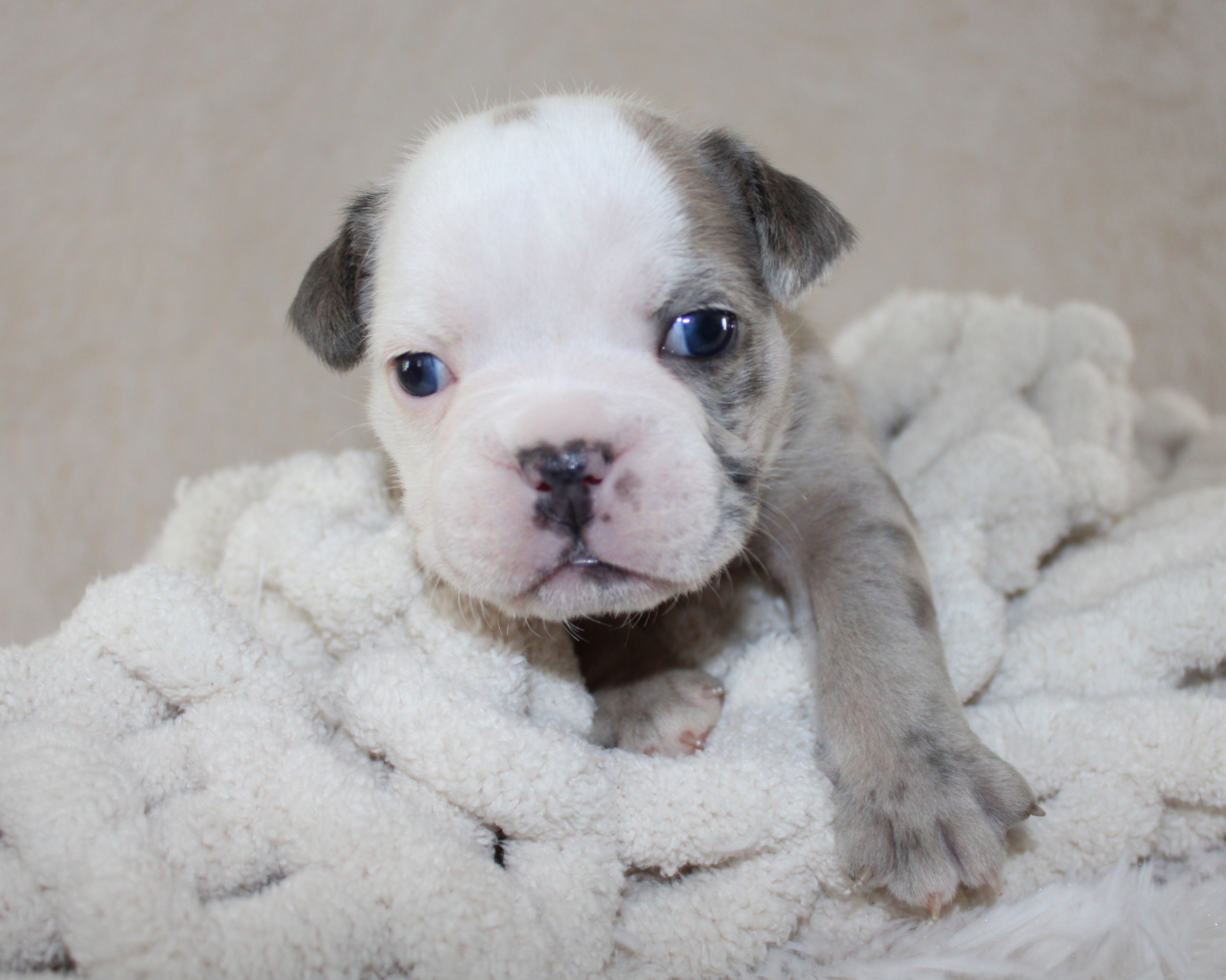 "Halle"- English Bulldog Female born 5-26-2026 $3475