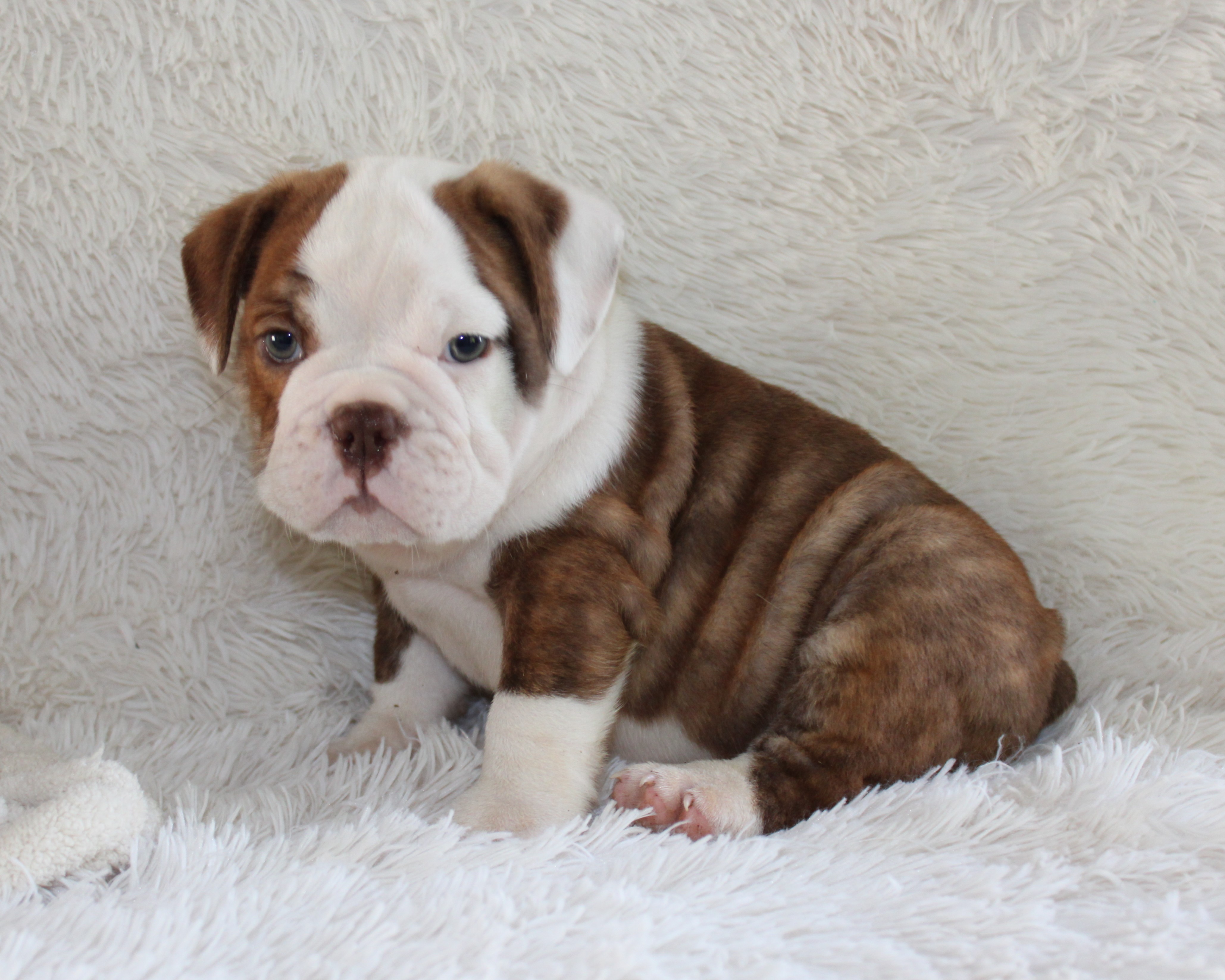 "Hudson"- English Bulldog Male born on 5-26-2026 $2975