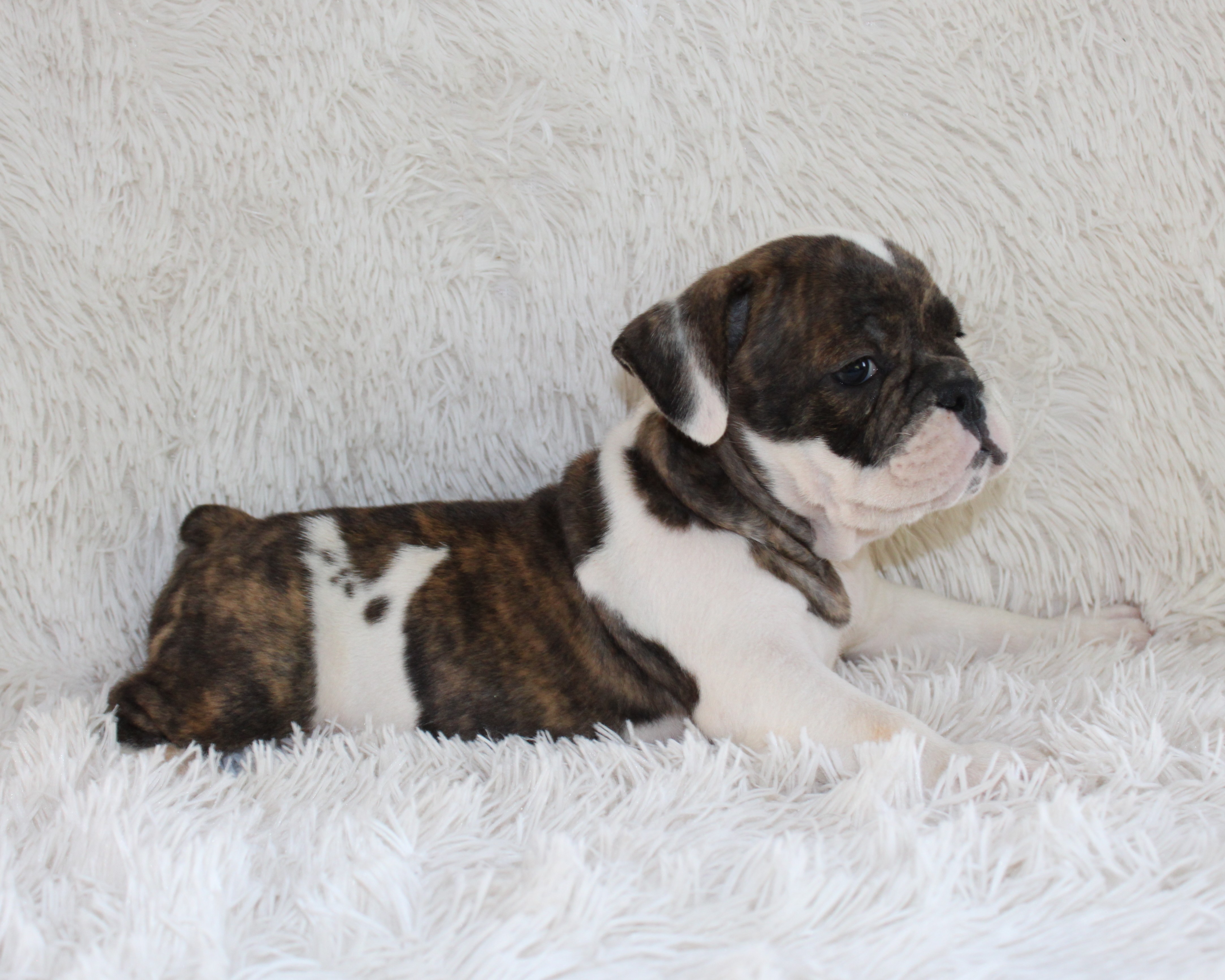 "Harry" - English Bulldog Male born on 5-26-2026   $2475