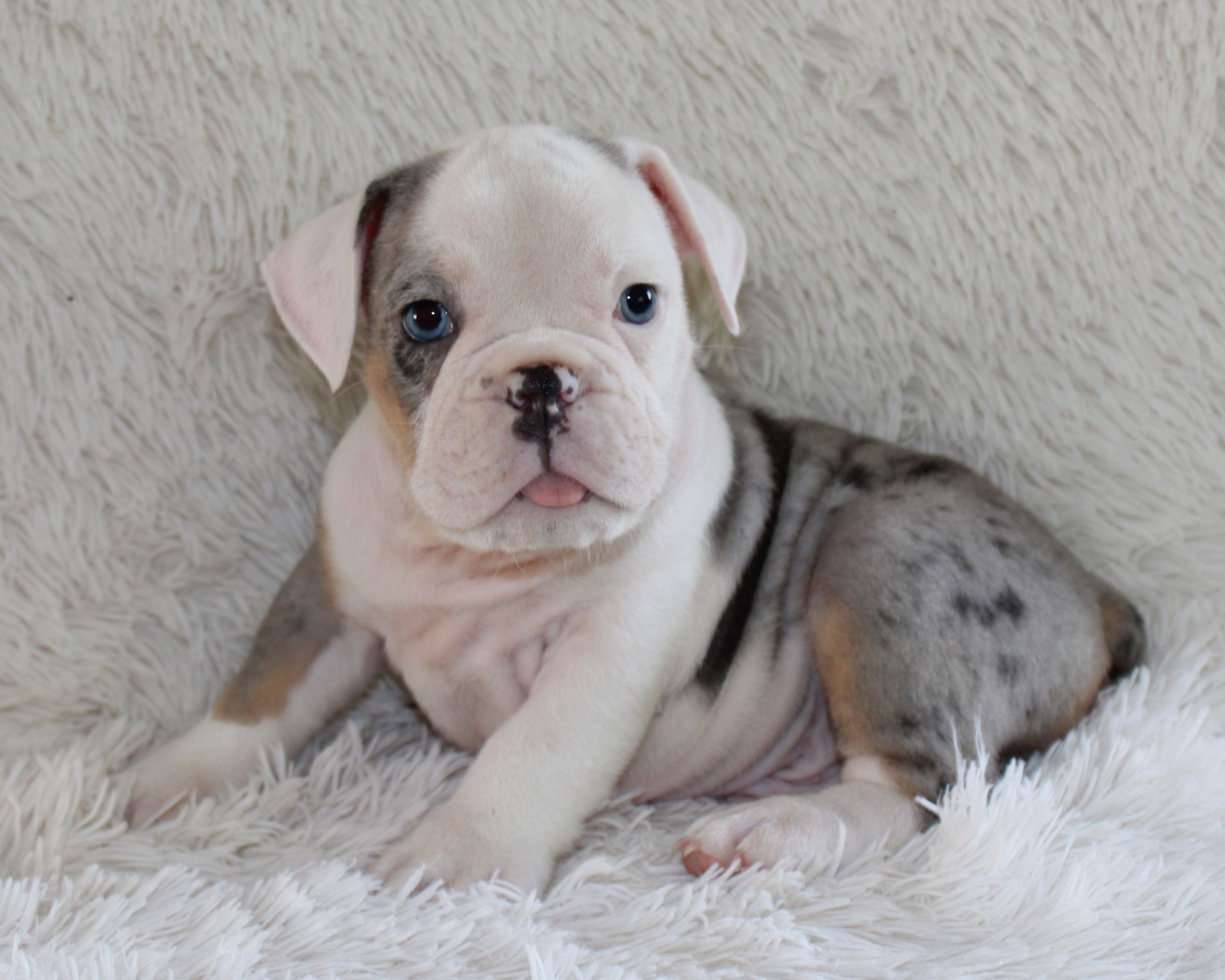 "Hayes"- English Bulldog Male born on 5-26-2026 $2975