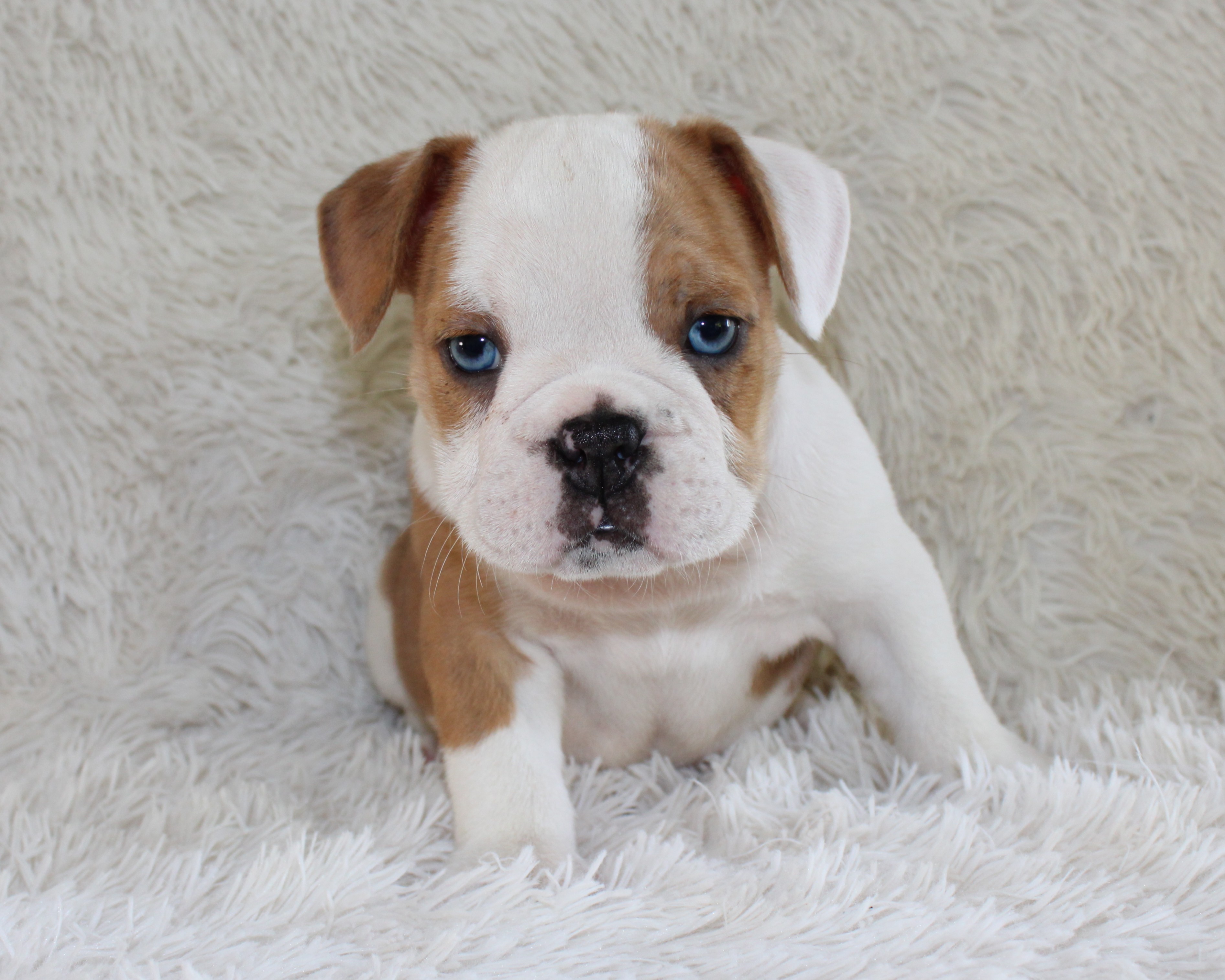 "Henry" -English Bulldog Male born on 5-26-2026   $2975