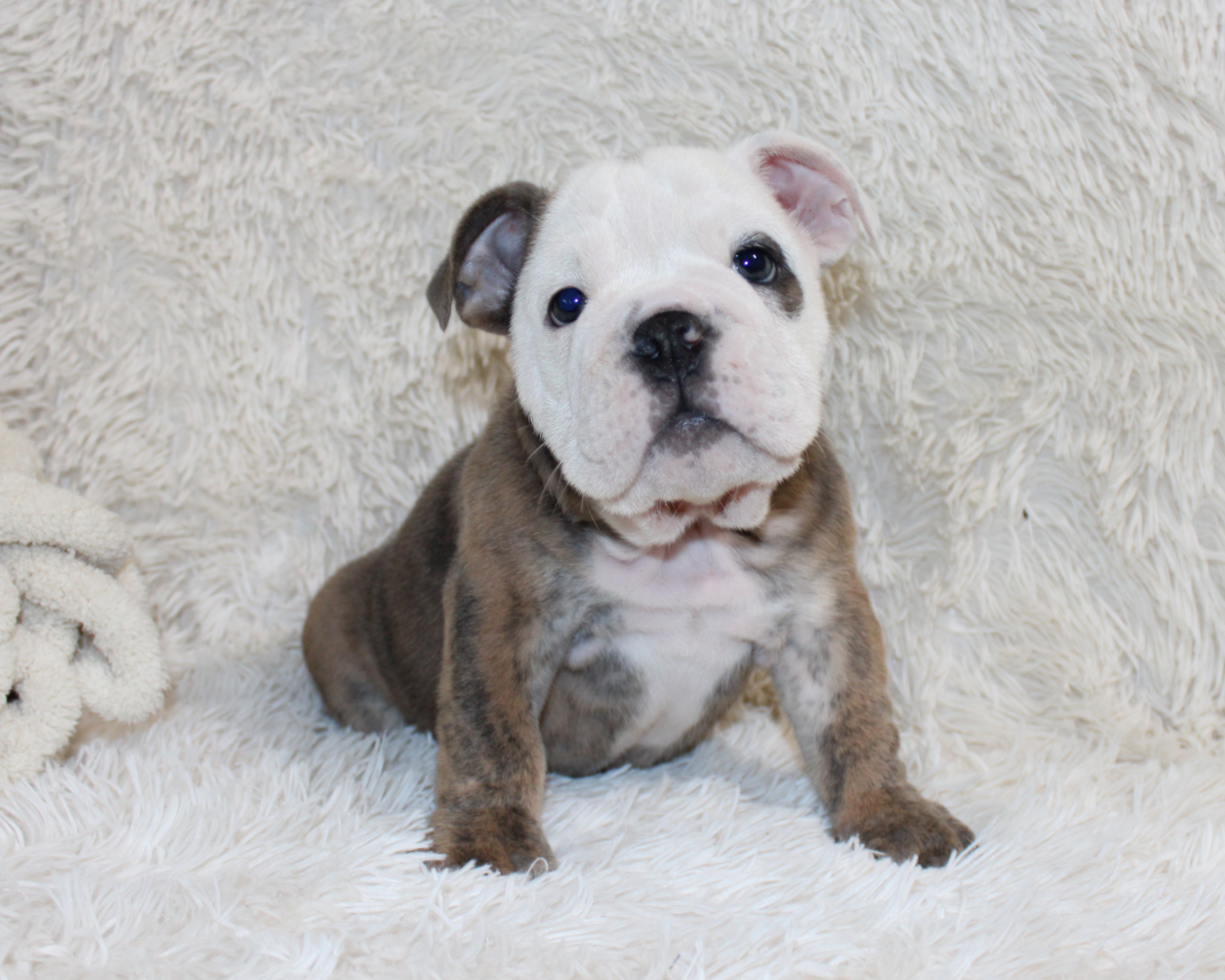 "Curry"- English Bulldog Male born 7-9-2026 $2975 Available
