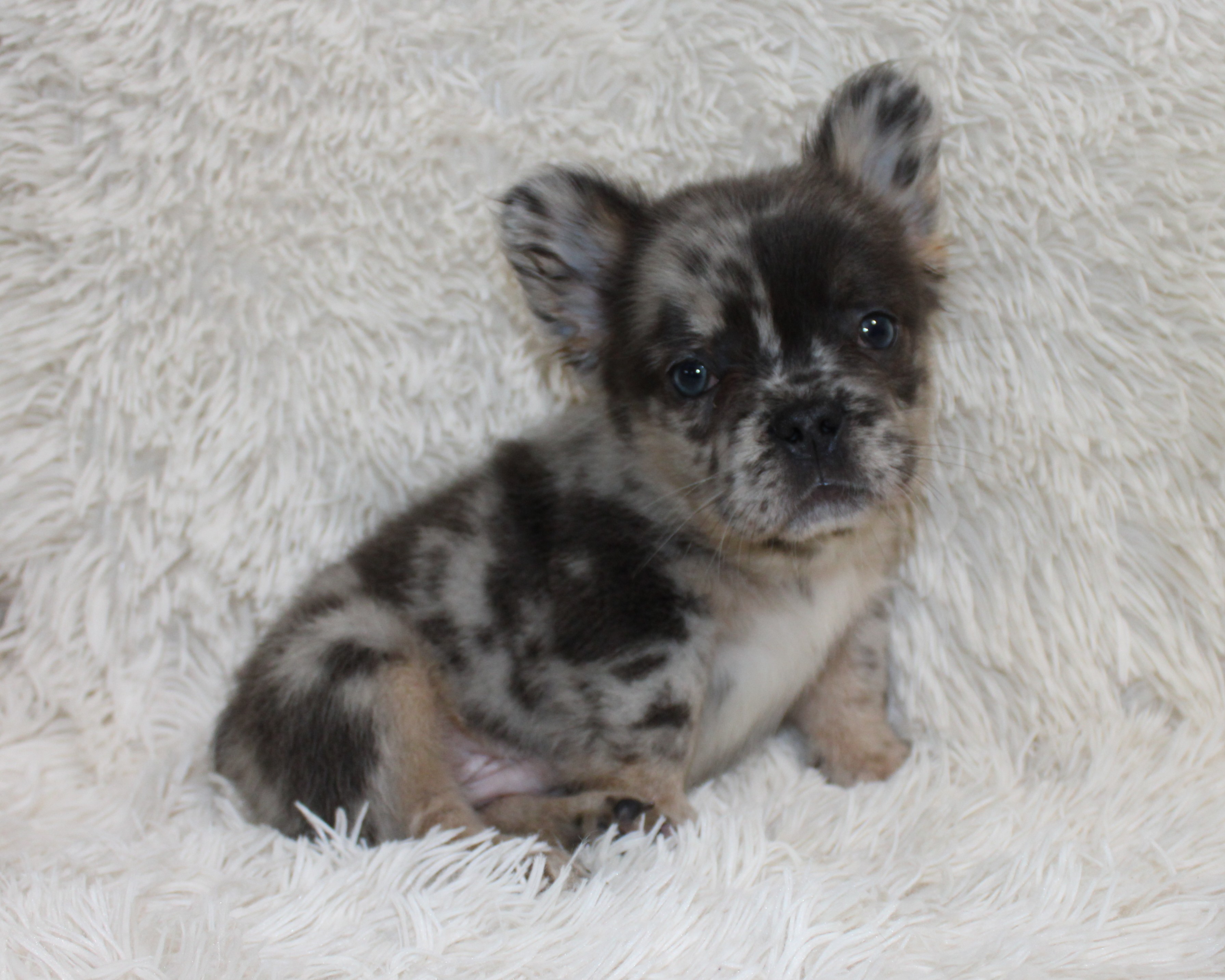 "Patrick"- English Bulldog Male born 7-14-2026 $2975 Available