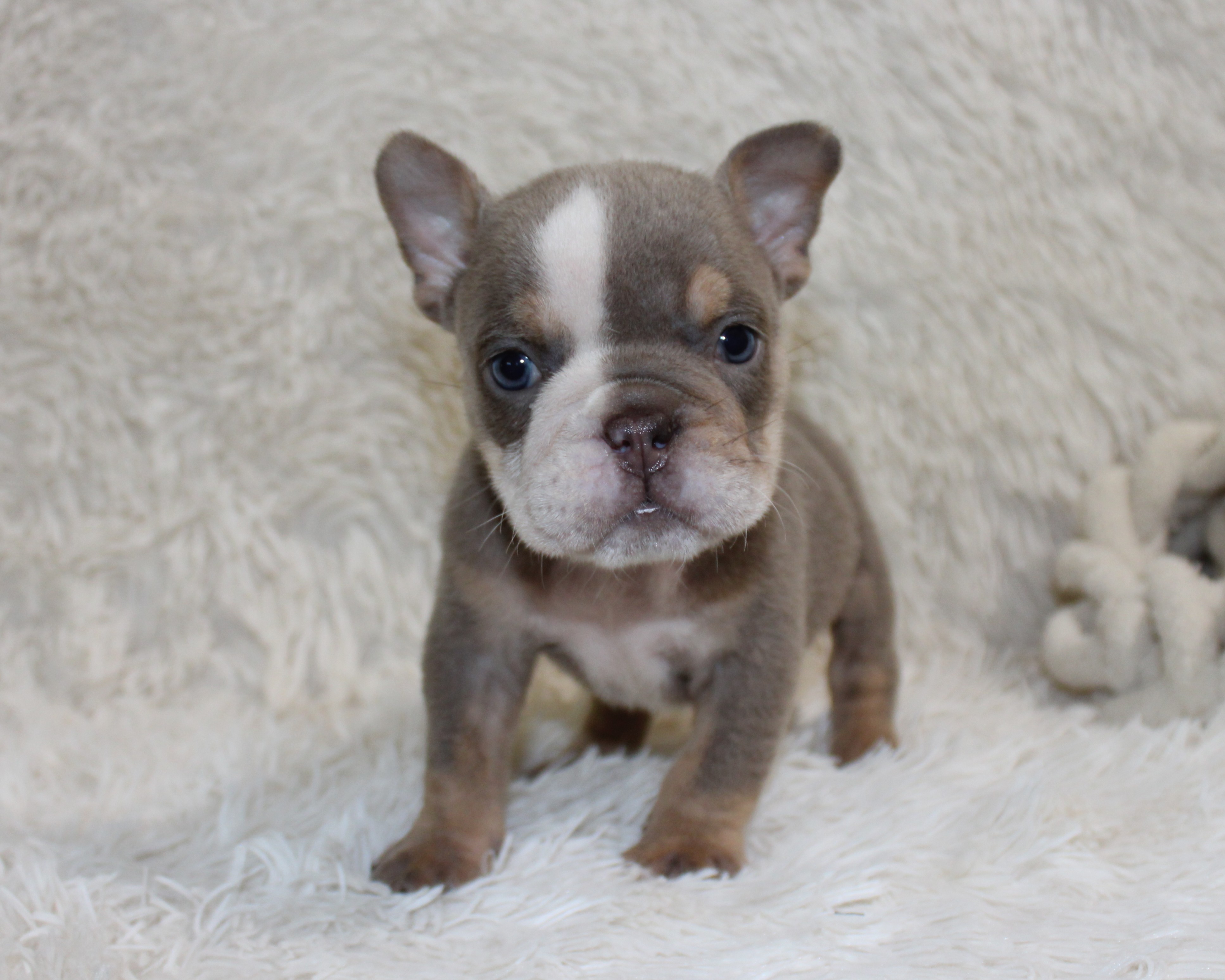 "Indi Rose"-English Bulldog Female born 7-29-2026 $3475 Available