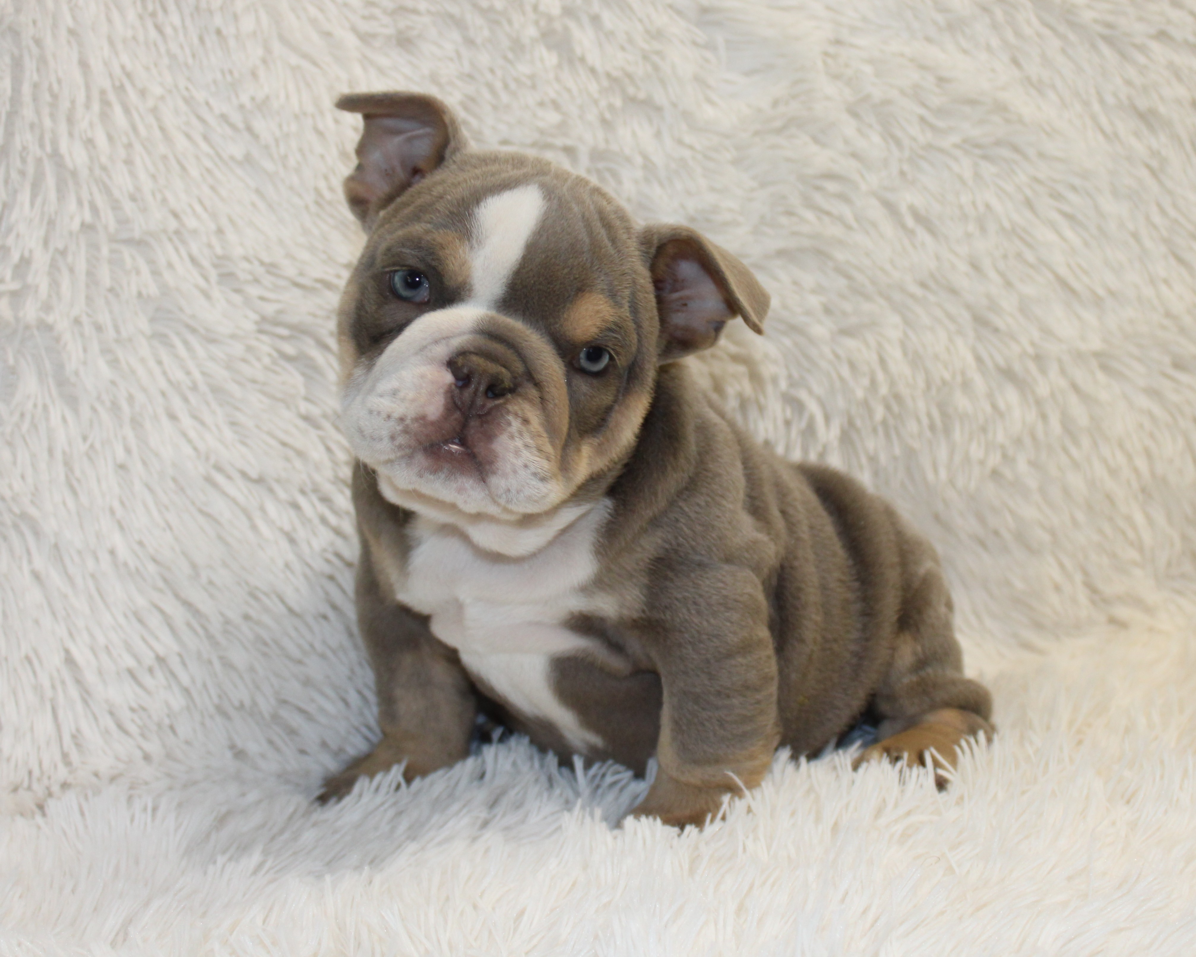 "Indi Rose"-English Bulldog Female born 7-29-2026 $2775 Available