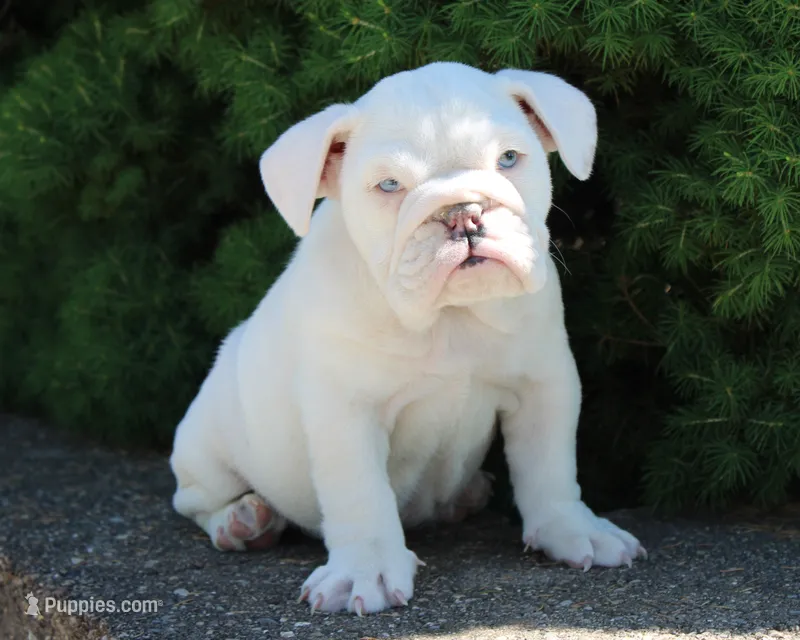 Zoey - English Bulldog